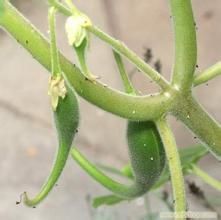 南非鉤麻提取物 南非鉤麻提取物