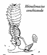蛞蝓鼻行獸 蛞蝓鼻行獸