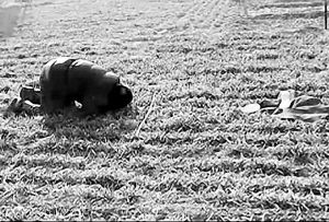 七旬老人氣急之下跪在地上,並啃吃麥苗