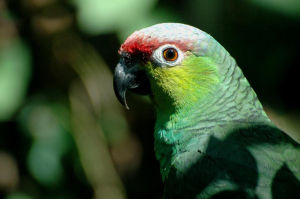 紅額亞馬遜鸚鵡厄瓜多亞種 紅額亞馬遜鸚鵡厄瓜多亞種