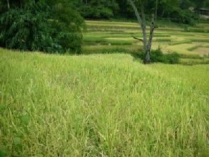 漫江自然村-種植業