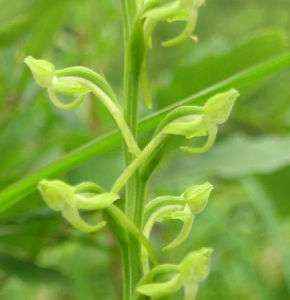 貢山舌唇蘭 貢山舌唇蘭