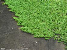 苔蘚[最低等的高等植物]