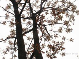 紅椿[楝科植物]