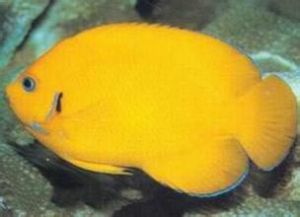 黃新娘魚 黃新娘魚