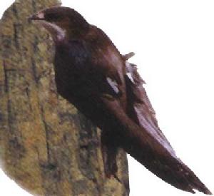 （圖）白喉針尾雨燕