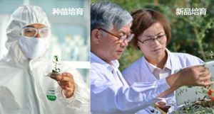 種苗、新品培育