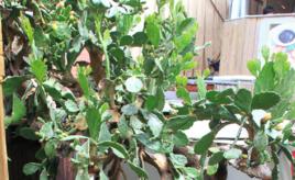 雲南仙人掌 雲南仙人掌