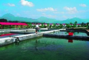 休閒漁業 休閒漁業