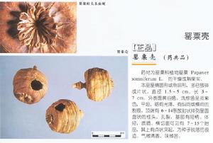 （圖）罌粟殼火鍋