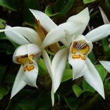 斑唇貝母蘭 斑唇貝母蘭