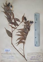 肖蒲桃族 肖蒲桃族