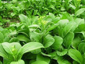 巴東岩白菜 巴東岩白菜