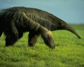 墨西哥食蟻獸 墨西哥食蟻獸
