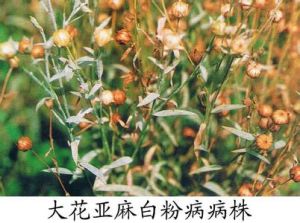 亞麻白粉病 亞麻白粉病