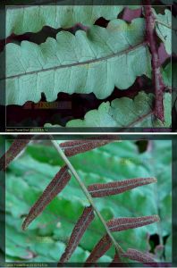 貴州實蕨 貴州實蕨