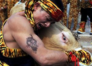 身著虎服的勇士進行了精彩的“嘉興摜牛”表演，“虎”牛相搏迎虎年，2010年1月29日，市區凌公塘公園成了歡樂的海洋，一群身著虎服的勇士進行了精彩的“嘉興摜牛”表演，喜迎農曆虎年的到來，讓現場觀眾大飽眼福