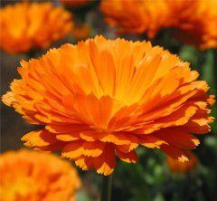 金盞菊油 金盞菊油