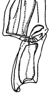 鍾淺室水母 鍾淺室水母