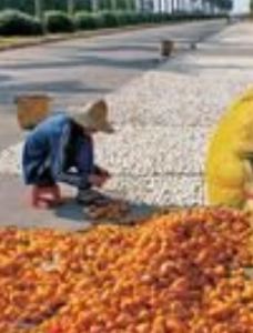 新會陳皮製作技藝 新會陳皮製作技藝