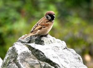 黃生養雀記 黃生養雀記
