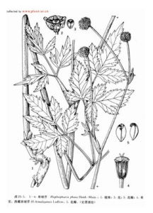 西藏單球芹 西藏單球芹