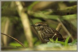 紋胸鷦鶥 紋胸鷦鶥