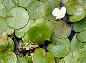 絲粉藻科 絲粉藻科