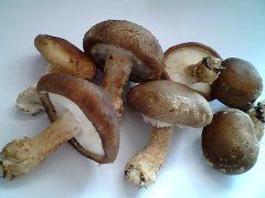 平泉蘑菇