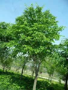 大果榆[大果榆]