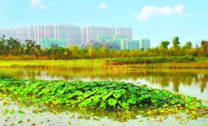 金斗公園 金斗公園