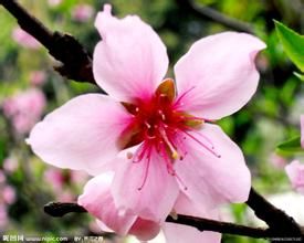 Peach blossom