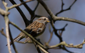 樹雀鵐屬 樹雀鵐屬