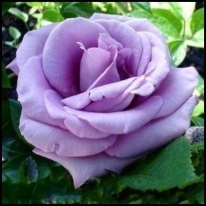 藍月玫瑰 藍月玫瑰