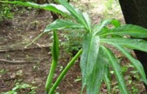 狹果蠅子草 狹果蠅子草