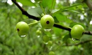 （圖）雙魚茄子