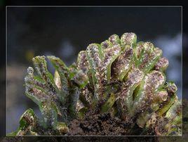 凹葉達呼里耳葉苔 凹葉達呼里耳葉苔