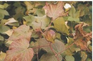 棉花葉枯病 棉花葉枯病