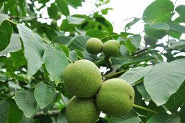 核桃樹[胡桃科植物]