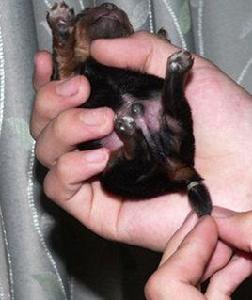 斷尾[漢語詞語]