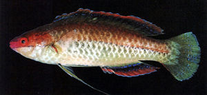 丁氏絲鰭鸚鯛 丁氏絲鰭鸚鯛