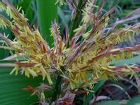 茭白[茭白（禾本科草本植物）別名&middot;篙瓜]