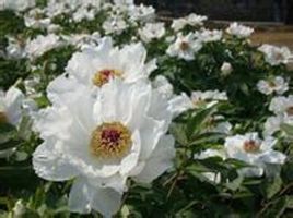 銅陵鳳丹 銅陵鳳丹