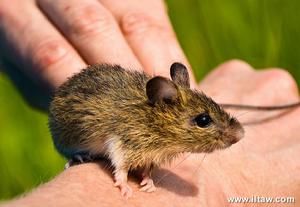 草原林跳鼠與人手的比例