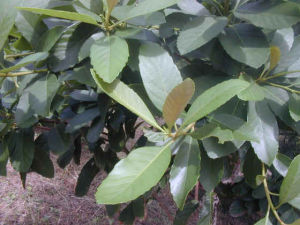 山枇杷根[中藥]