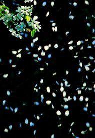 花落花飛花滿天 花落花飛花滿天