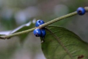 寬昭粗葉木（變種）