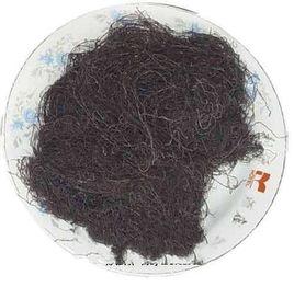 髮菜[念珠藻目念珠藻科植物]