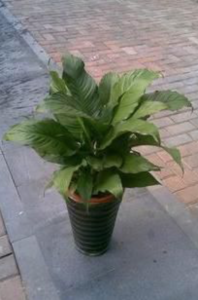 高葉[大葉科植物]