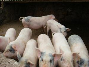 碳場自然村-生豬養殖